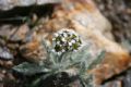 Achillea nana